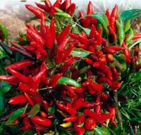 8201-mlb20001777377_112013-o